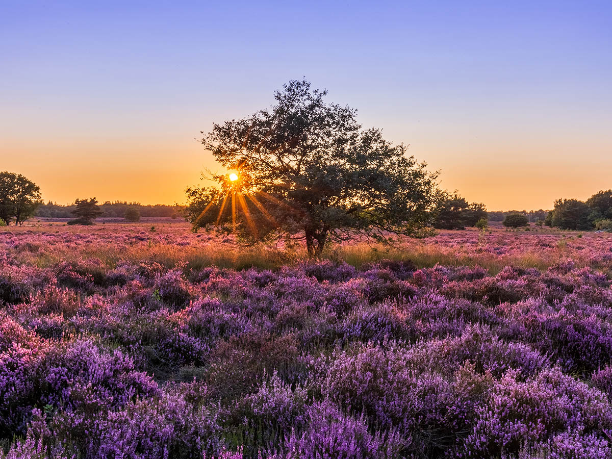 Heideveld Vierhoven, Gelderland