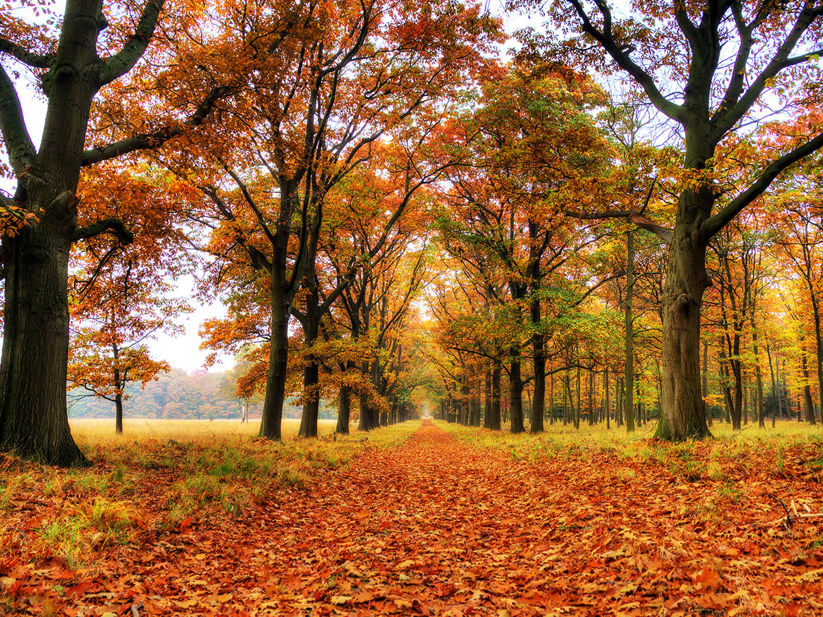 Herfstbos De Hoge Veluwe, Gelderland